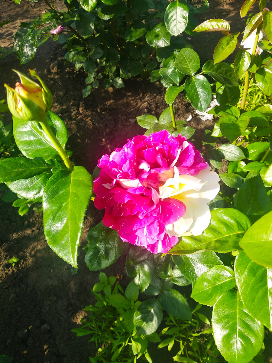 Без названия