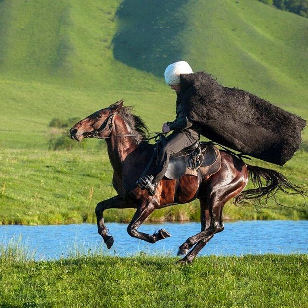 Шагди порода лошадей