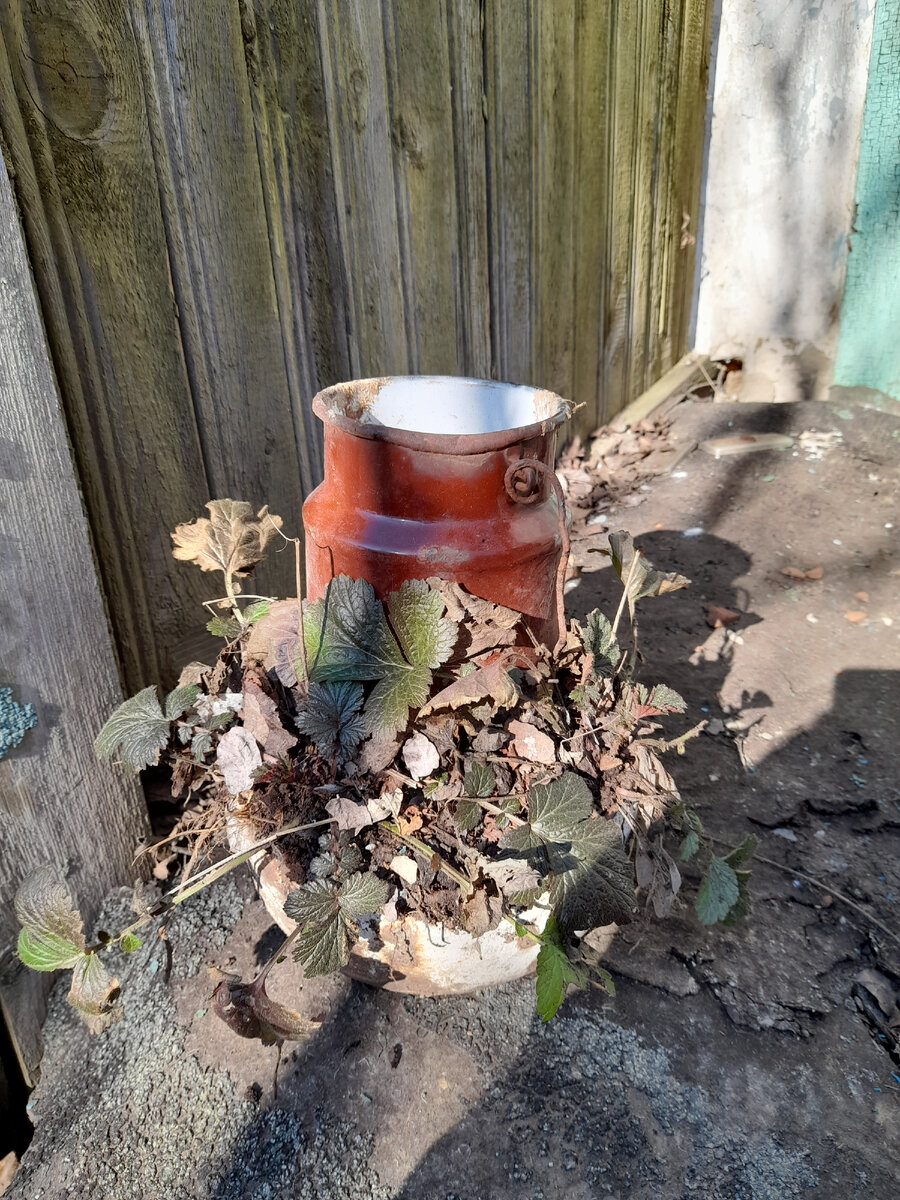 Вот такую волшебную композицию я нашла в нашем дворе. Радует осознание того, что теперь всё это принадлежит нам :).