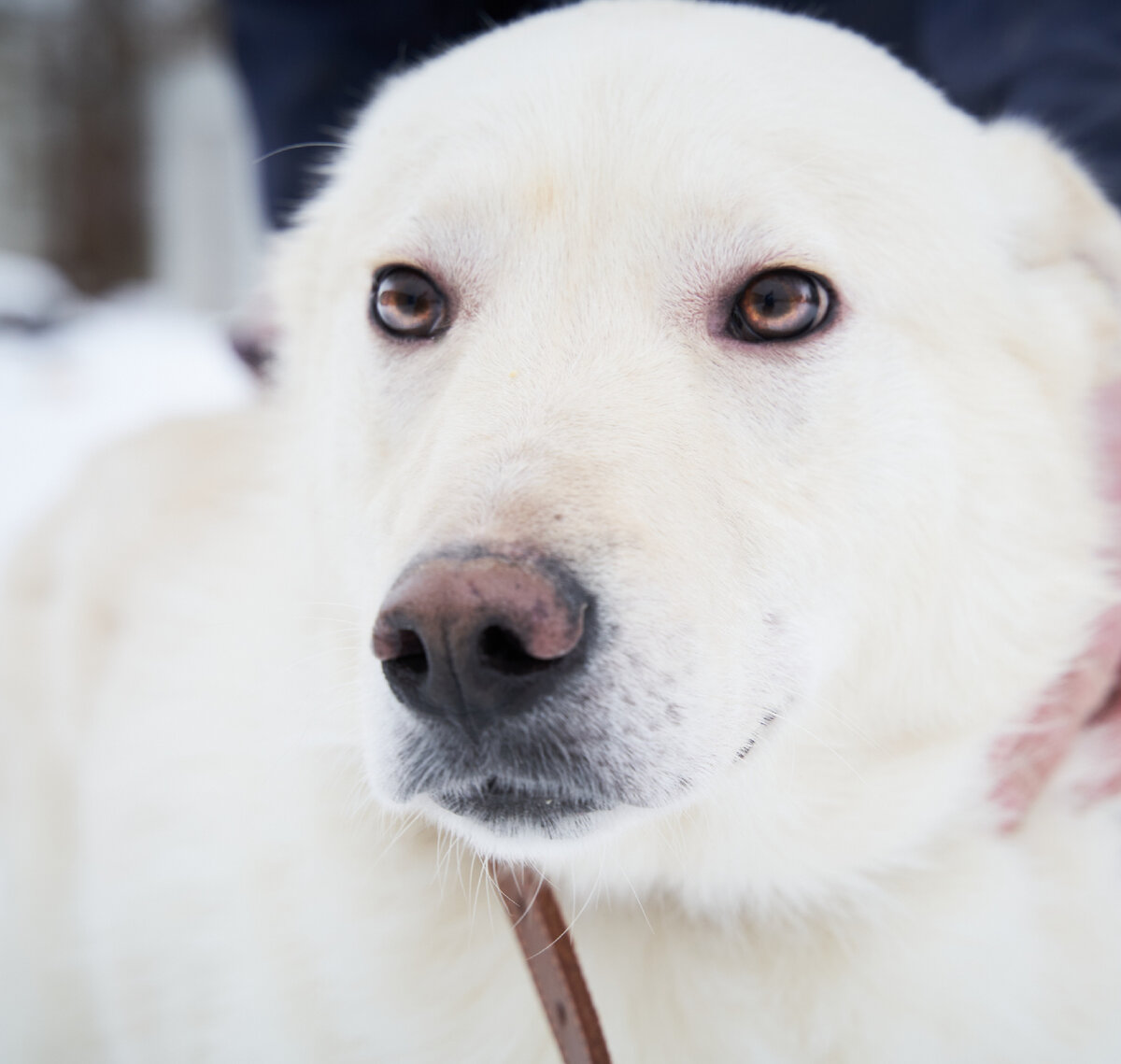 спасите своих животных. верность помощь животным дзен. верность помощь животным дзен. верность помощь животным дзен. верность помощь животным дзен.