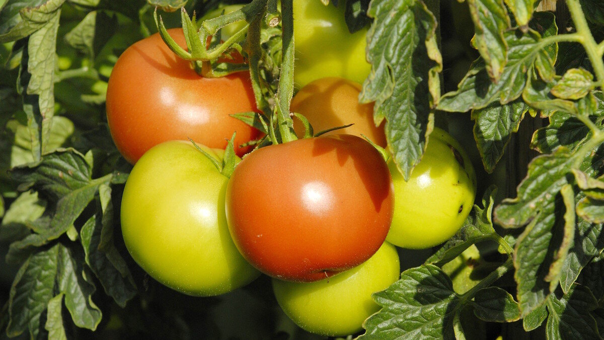    Отличный урожай помидоров