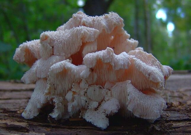 Ежовик усиковый (Hericium cirrhatum) фото и описание