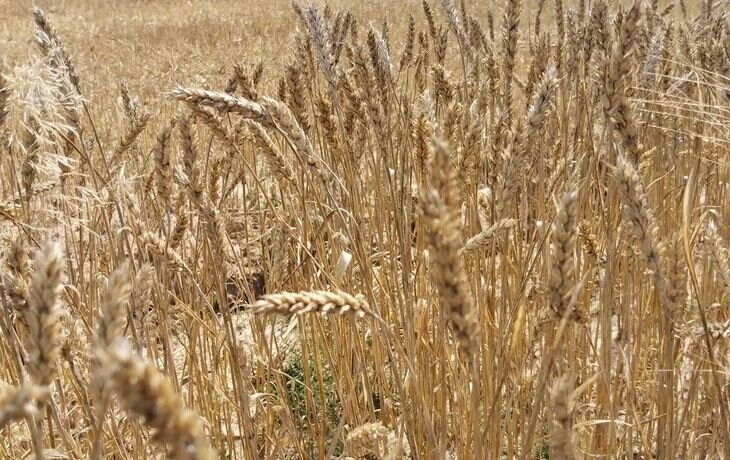    Спасение пшеницы от вируса желтой мозаики исходит от древних дикоросов