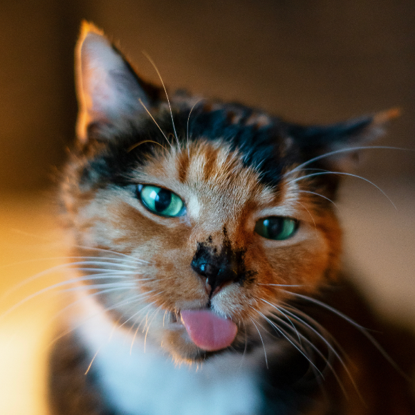 А вот и не пойду спать😸