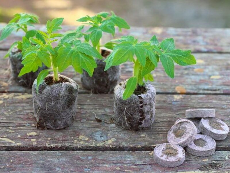 Таблетки для рассады из торфа и кокоса: достоинства и недостатки