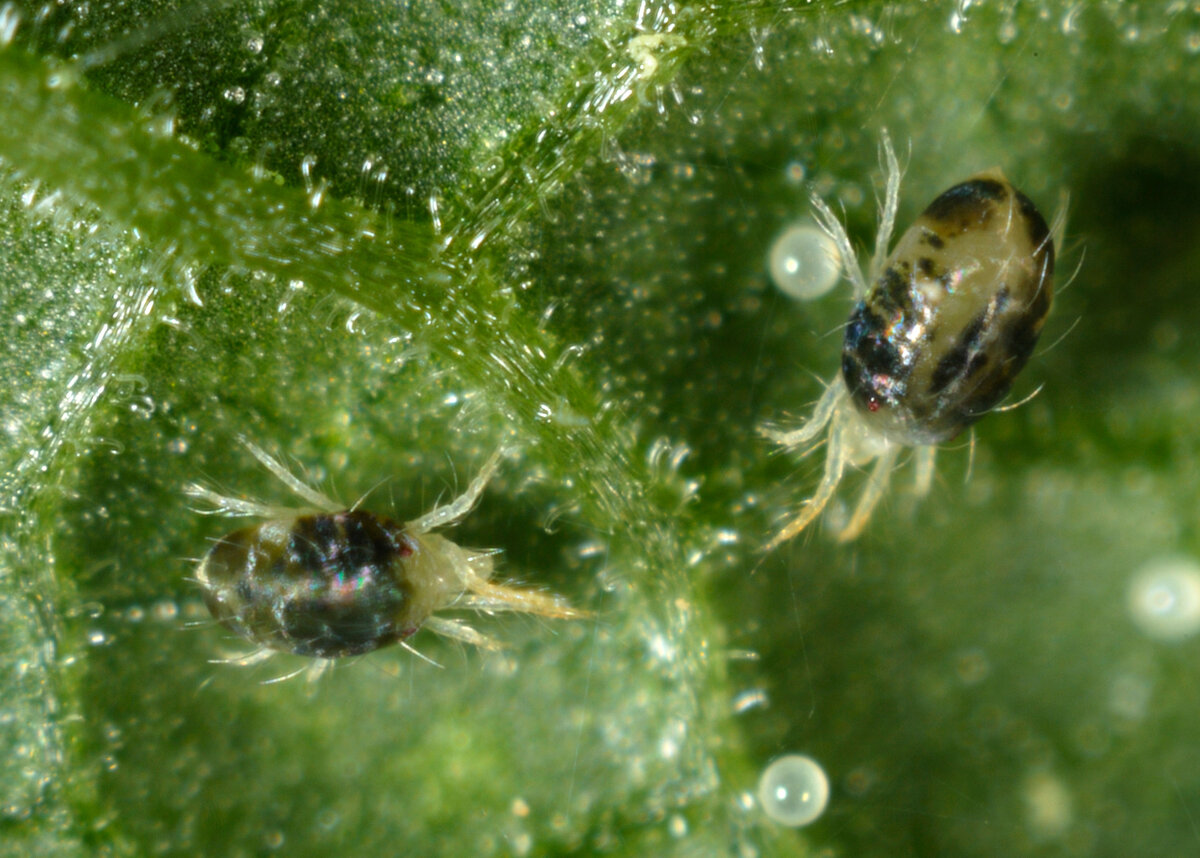    Паутинные клещи бывают красного и серого цветовLegion-Media