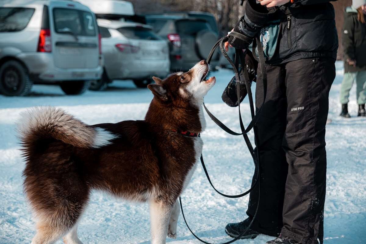 Собака на лыжах