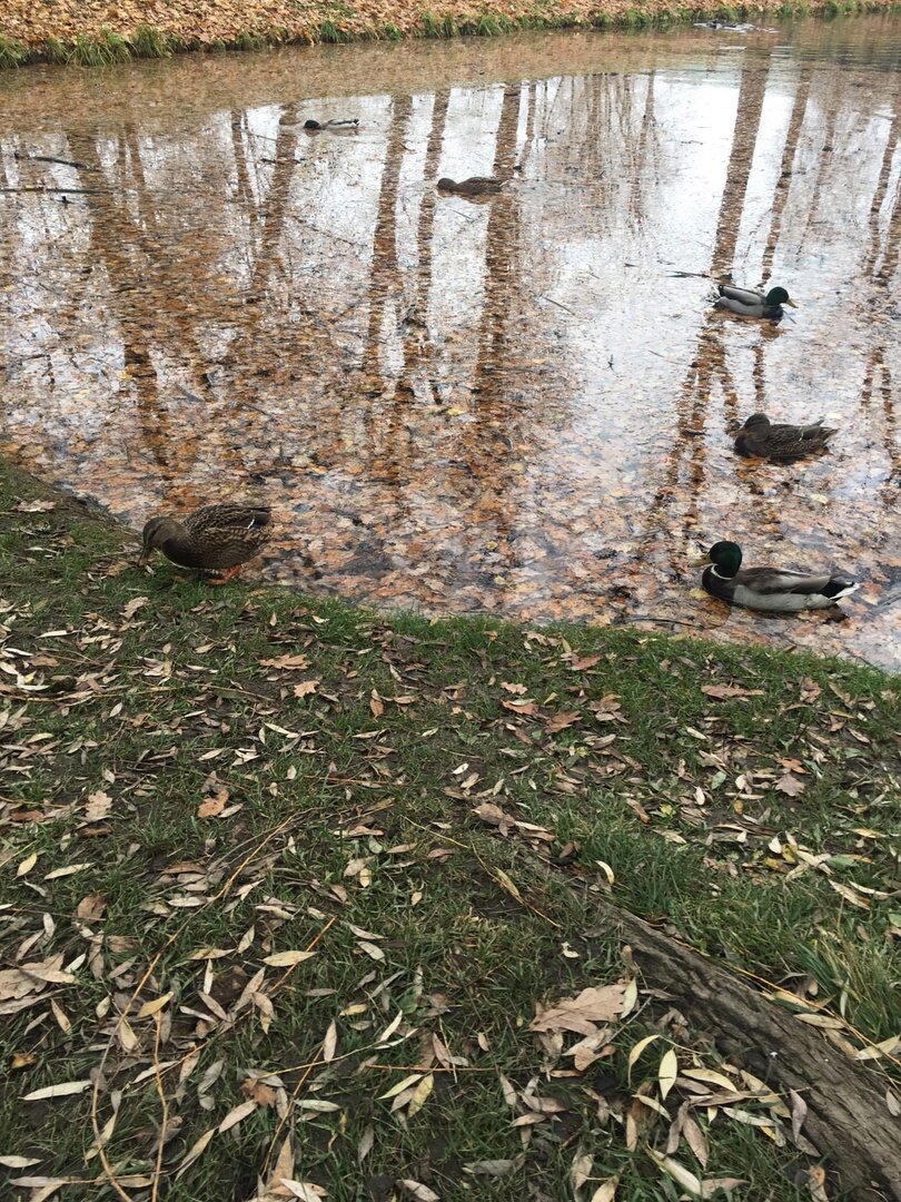"Утро дворянина"- Санкт-Петербург, г.Пушкин, Александровский парк
