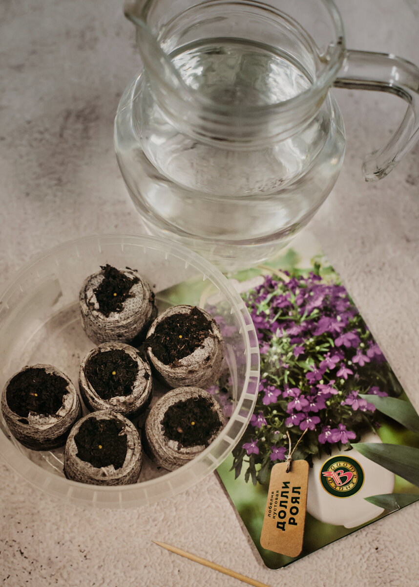 Посев в торфяные таблетки