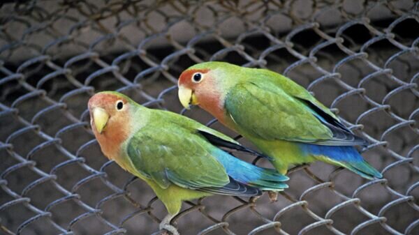    © photo: Sputnik / Petshakovsky