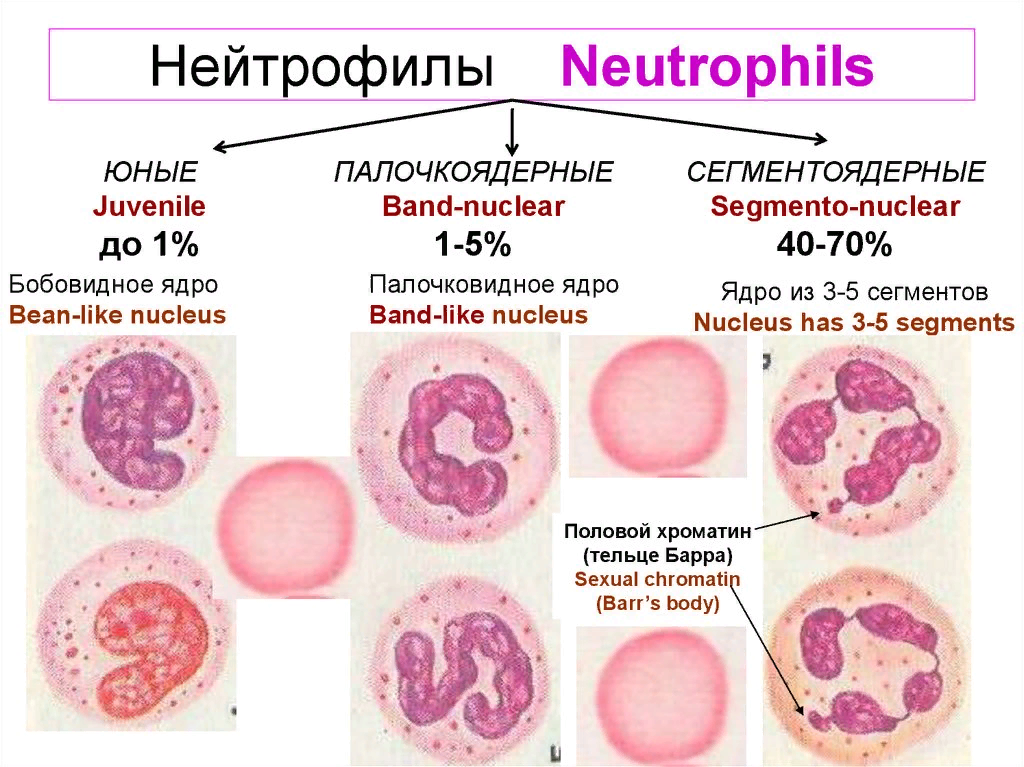 Основной функцией нейтрофилов является. Форма ядра сегментоядерных нейтрофилов. Нейтрофилы палочкоядерные 1. Нейтрофильный лейкоцит строение. Нейтрофилы функции гистология.