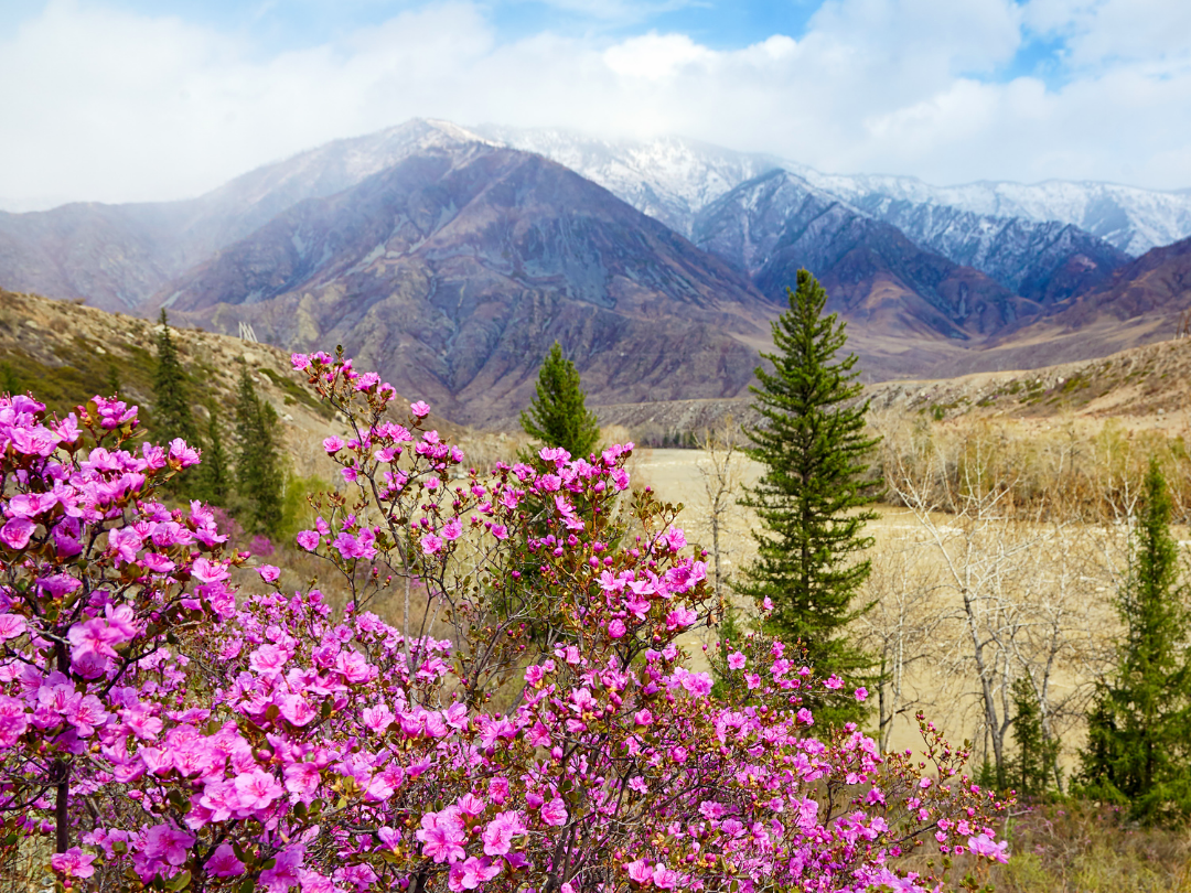 Красота весеннего Алтая