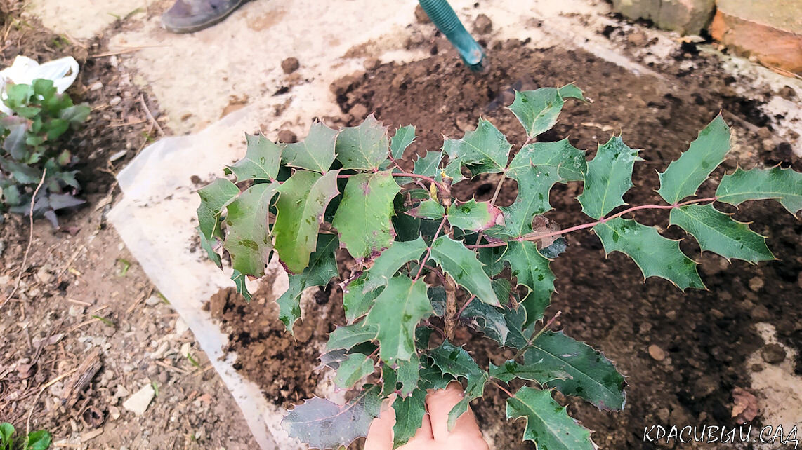 Посадка магонии падуболистной