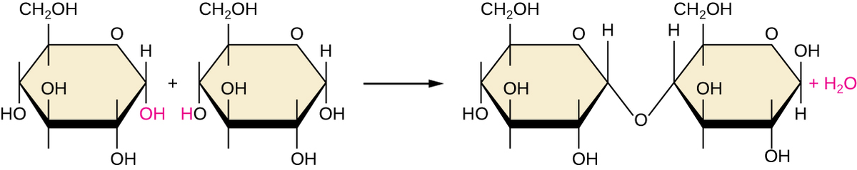 Аномеризация. Dehydration Synthesis and hydrolysis. D Глюкоза nabh4. Ch2 Oh Ch Oh ch2 Oh. Группа oh является