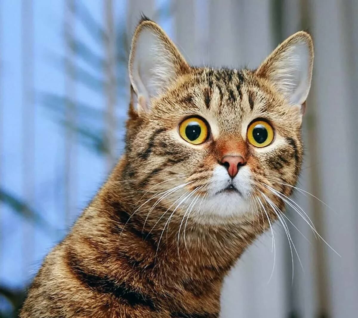 Котэ с просторов интернета