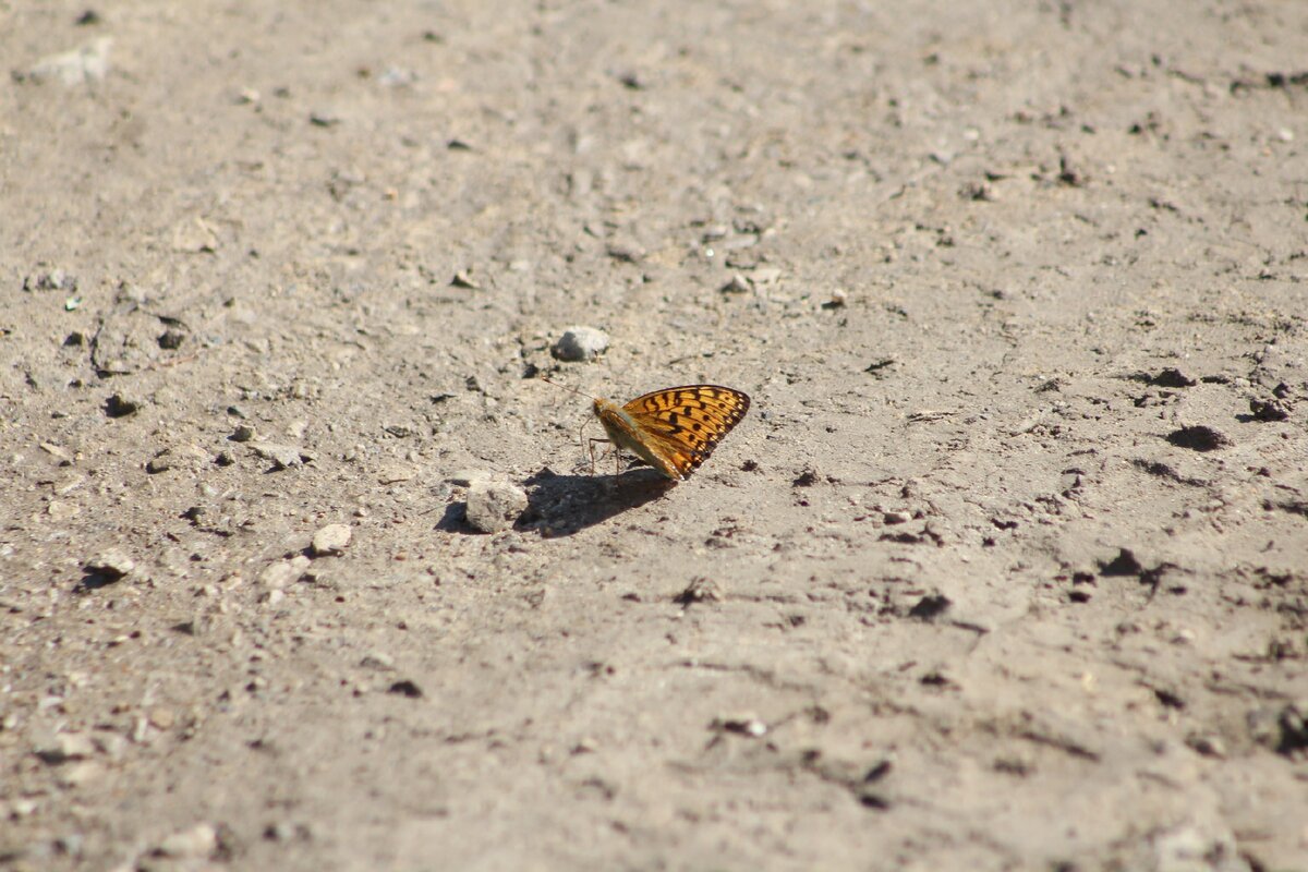 Бабочки средней полосы