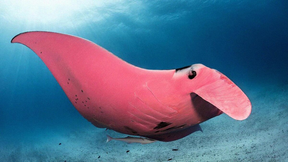 Автор: Kristian Laine