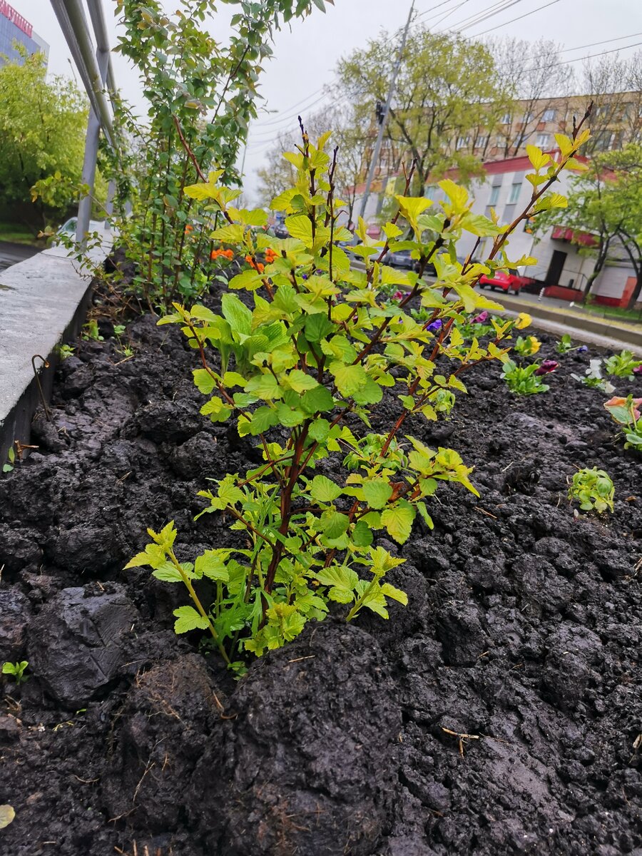 Зелень получается насыщенной