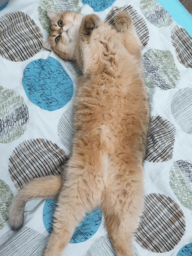 Наша Алиса.