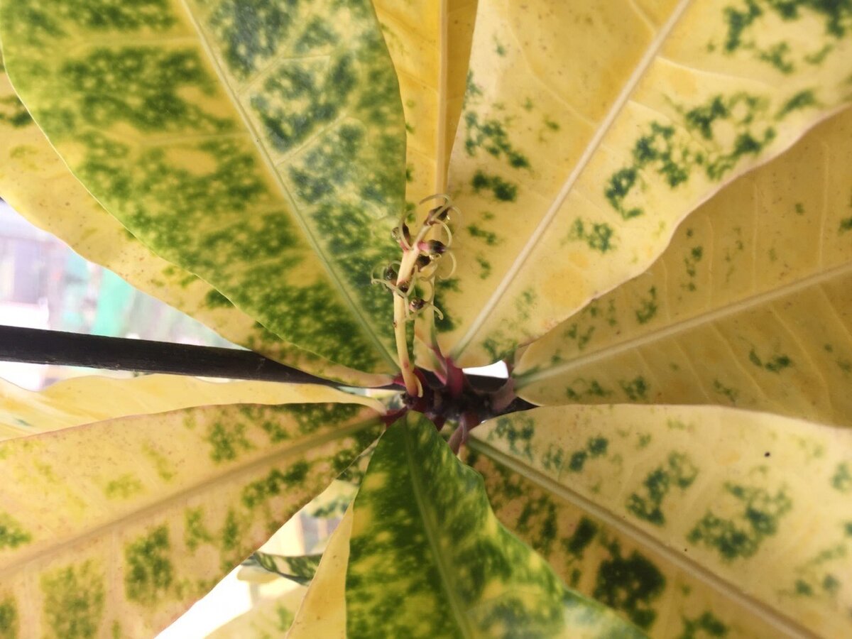 цветонос кротона