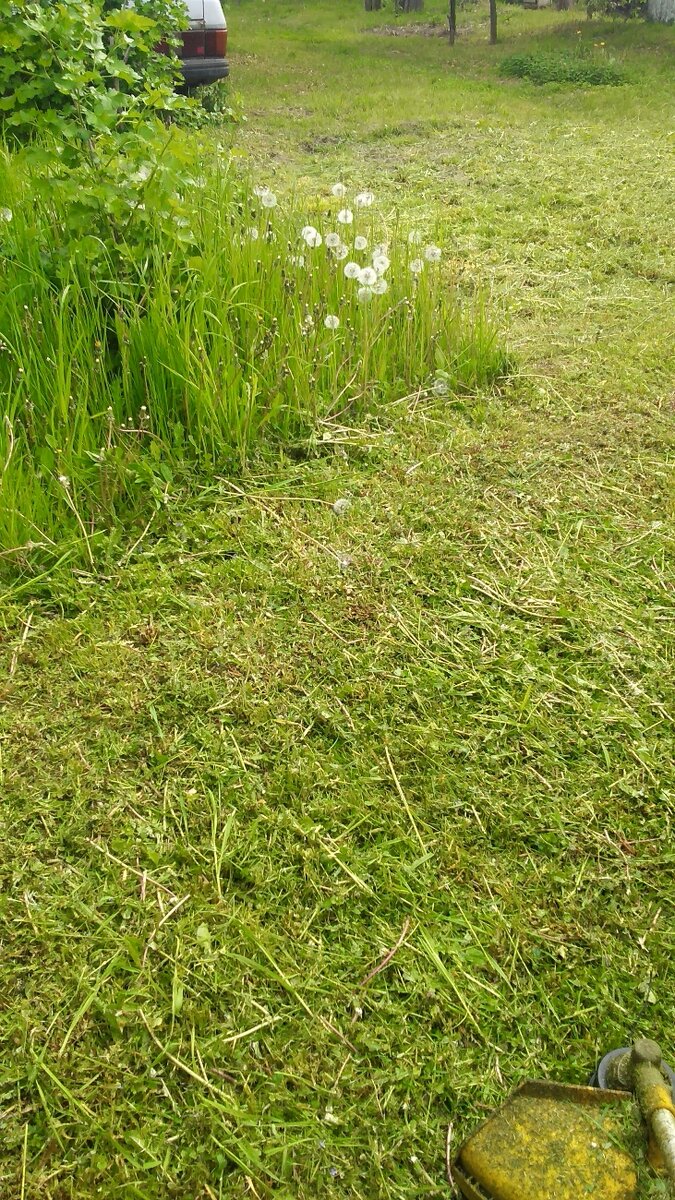 трава нескошена или не скошена. сено зеленое. цвет скошенной травы. скошенная сухая трава. удобрения трава скошенная трава.