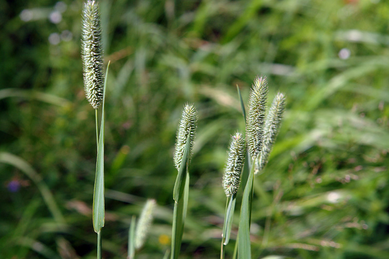 Тимофеевка. Тимофеевка Луговая (Phleum pratense). Тимофеевка Луговая сидерат. Тимофеевка Степная (Phleum phleoides). Тимофеевка медонос.