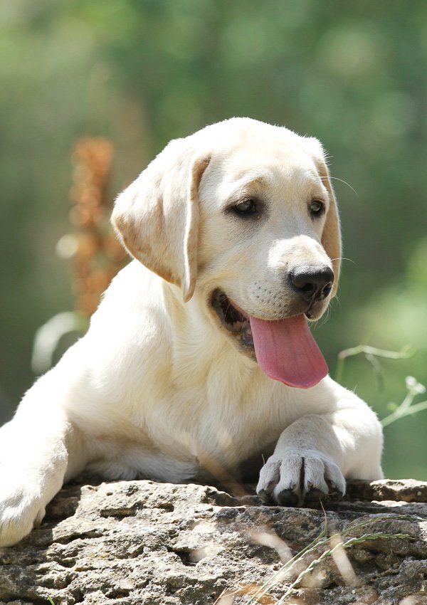 Лабрадор-ретривер – собака, которая знаменита как добродушный компаньон, азартный охотник и внимательный поводырь. Родина лабрадоров – Канада, где порода была выведена в XIX столетии. Отличительные качества лабрадоров-ретриверов – большое терпение и послушание, быстрая обучаемость, повышенная активность и игривость, дружелюбие (в т.ч. к маленьким деткам и другим питомцам в доме), отсутствие злобы. С большой долей вероятности можно заявить, что лабрадор сможет найти общий язык даже со строптивой кошкой. Возможно, между ними и не будет настоящей дружбы, но и вражды тоже, скорее всего, не будет;



