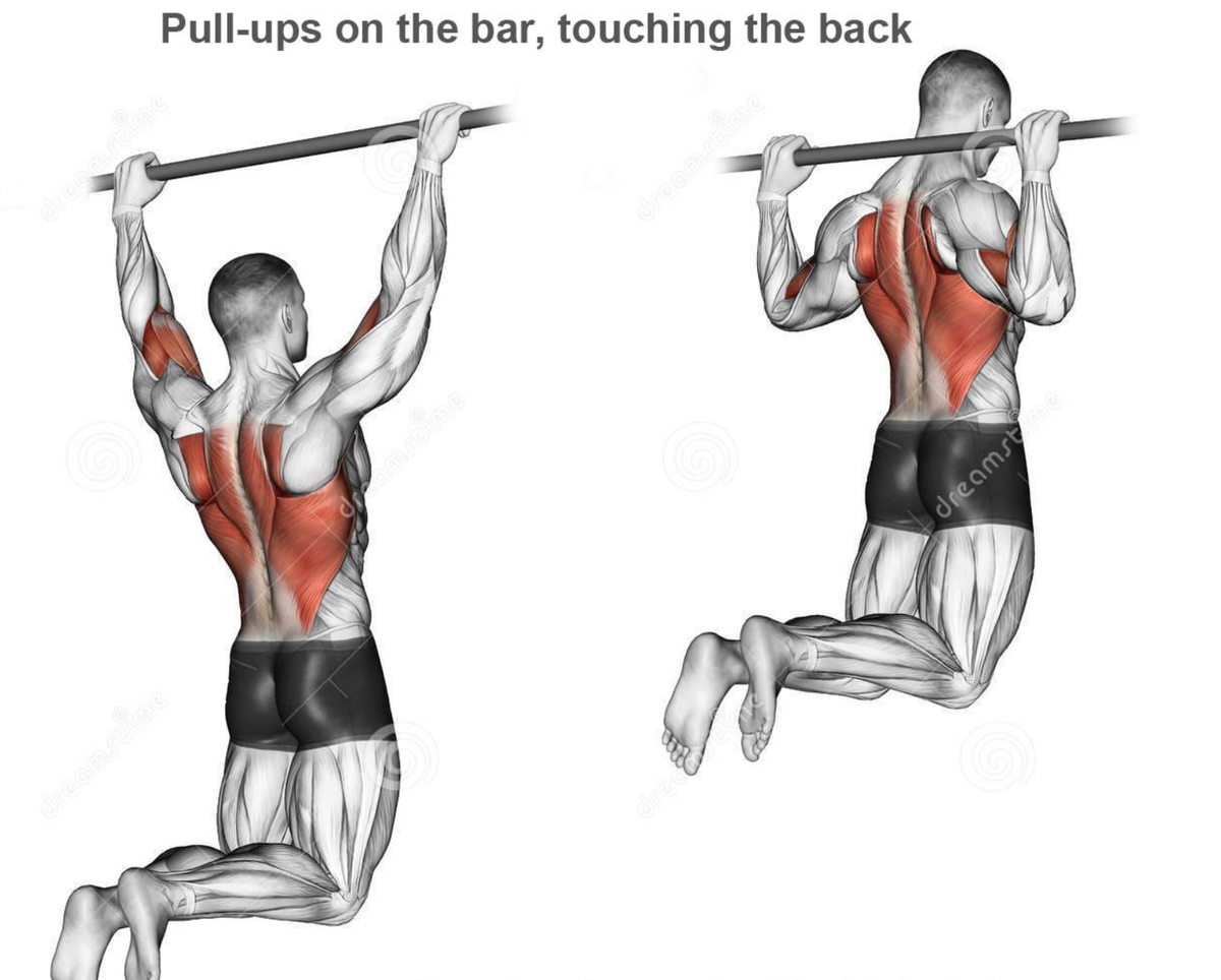 Подтягивания обратным хватом мышцы. Подтягивания супинированным хватом. Группы мышц при подтягивании на турнике. Мышцы задействованные при подтягивании на турнике. Работа мышц при выполнении упражнений