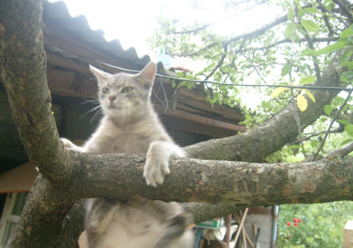 Фото автора. Кот катается на дереве.