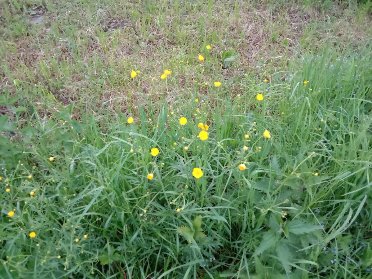 Лютик, вроде. 