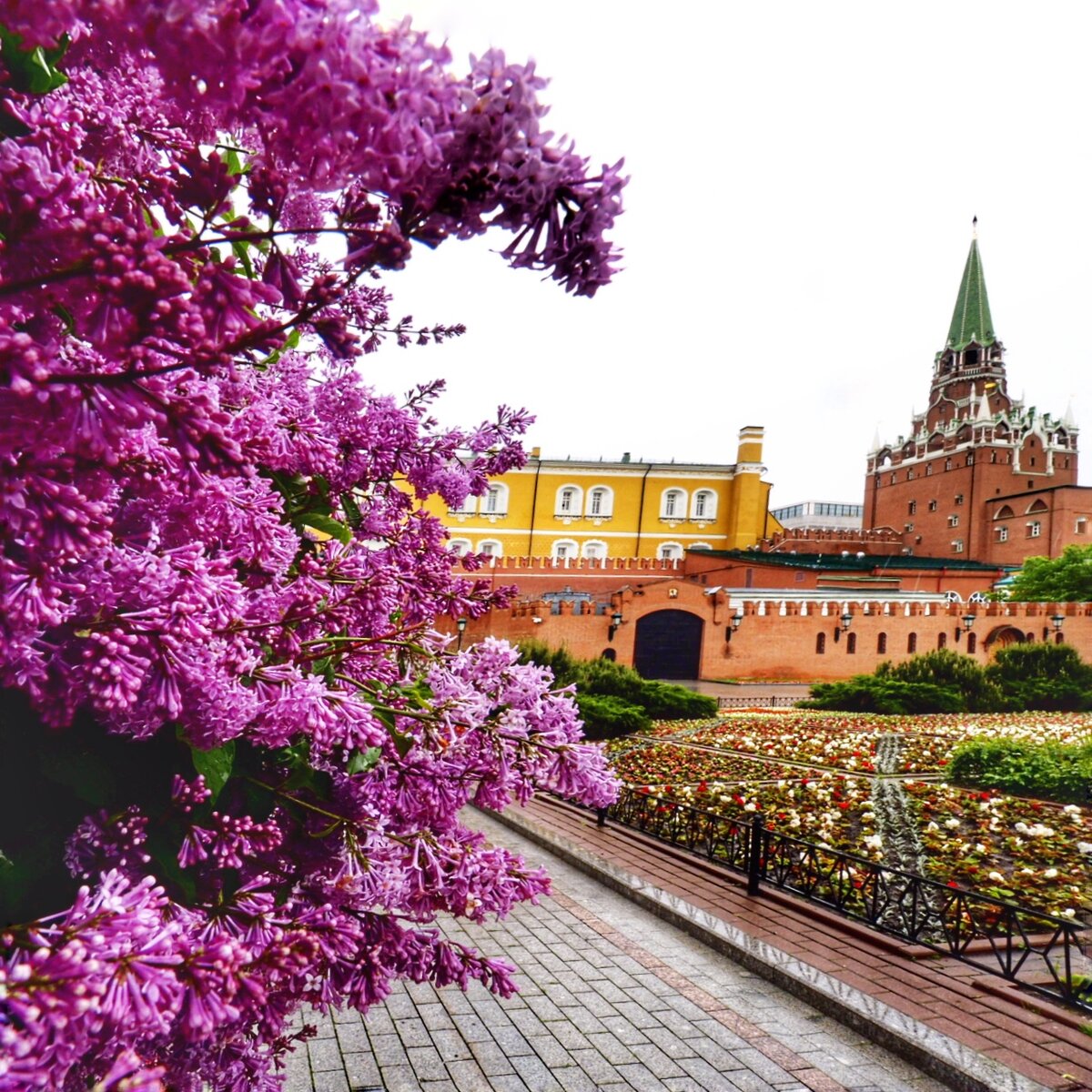 Пышные кусты серени в Александровском саду.