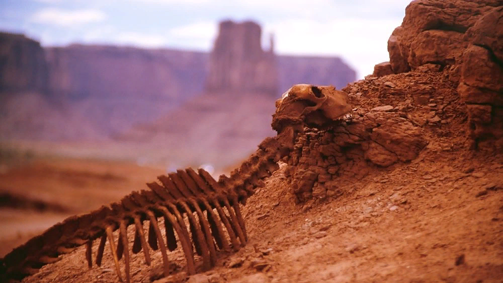 Вымирающие животные, красная книга, будущее планеты, исследования