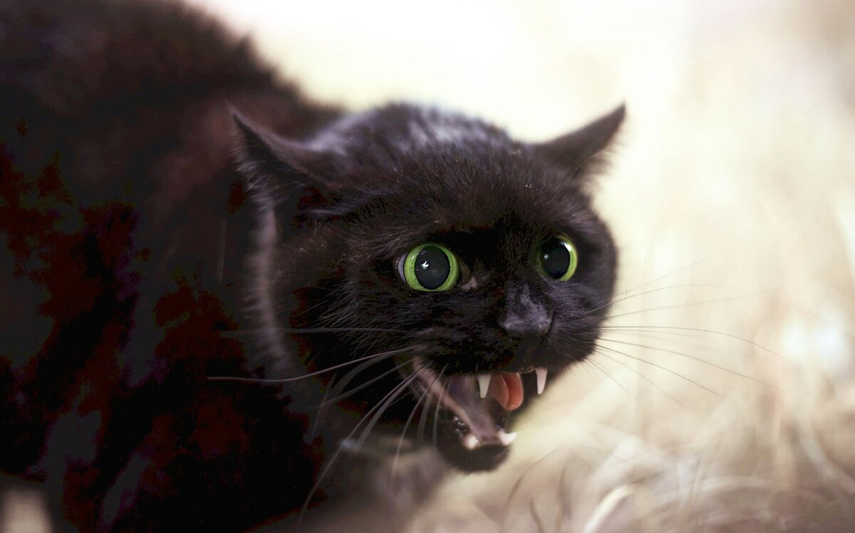 Черная кошка