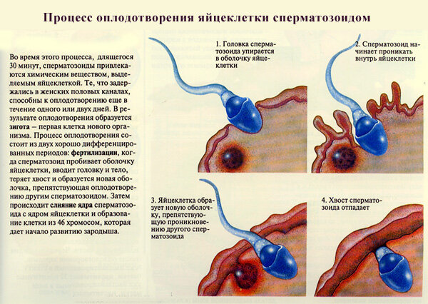 Запах спермы