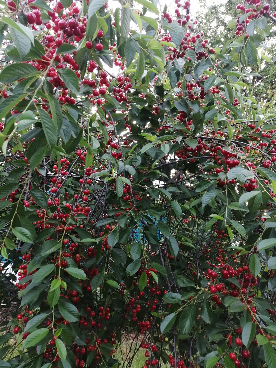 Моя вишенка несколько дней назад. 