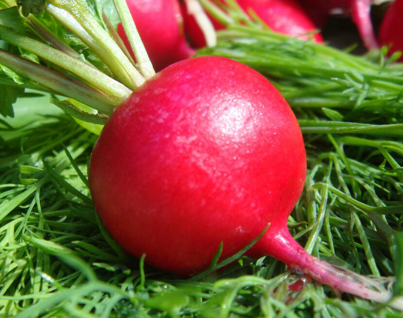 Редис полезен и неприхотлив. Имеет различные сорта, окраску и степень остроты вкуса.  Итак научимся выращивать!