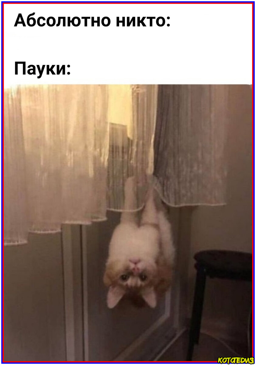 Мемы про кошек