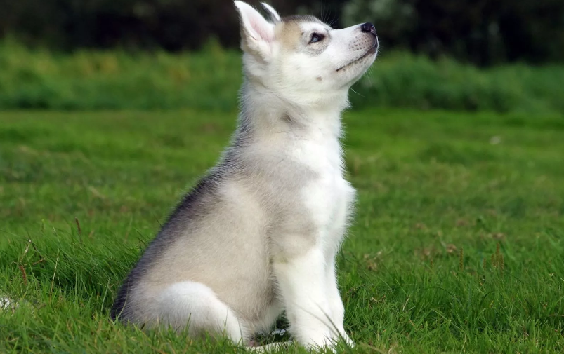 самое главное, это прогулка
