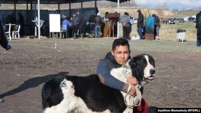 — Мы искали по аулам рабочих собак, которые пасут скот, — рассказывает Инна Назаренко. — В первую очередь обращали внимание на экстерьер, то есть на внешний вид собаки. Но ведь собака может выглядеть как тобет, а щенки от нее пойдут вообще непонятно какие. В общем, было просмотрено около 230 собак, из которых не набралось даже десяти, совпадающих по внешности со стандартами хотя бы на 70–80 процентов. И это очень тревожные показатели. 
Инна Назаренко объясняет, что в первую очередь тобет — охранник стада, крупная собака, которую нужно хорошо кормить, содержать. А тазы — охотник и требует меньше ухода, поэтому спрос на тобета ниже, а ситуация с породой — хуже.