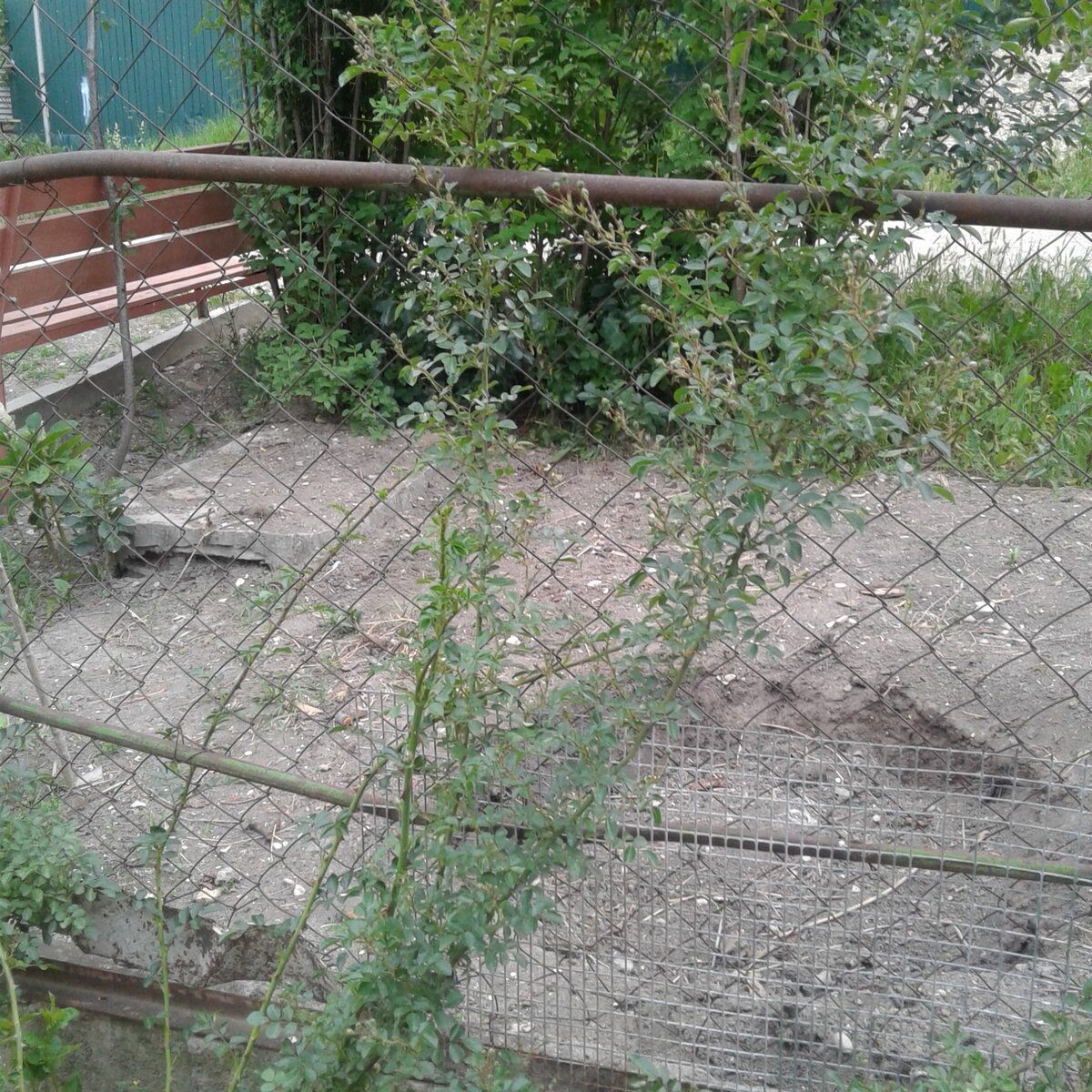 Пока не расцвели