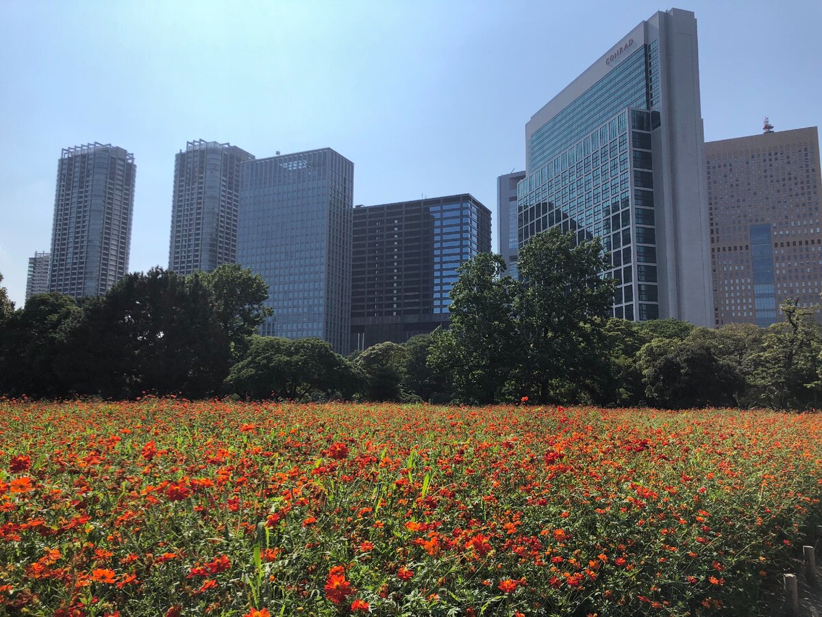 Лето в Токио. Izumi Garden Tower в Токио.