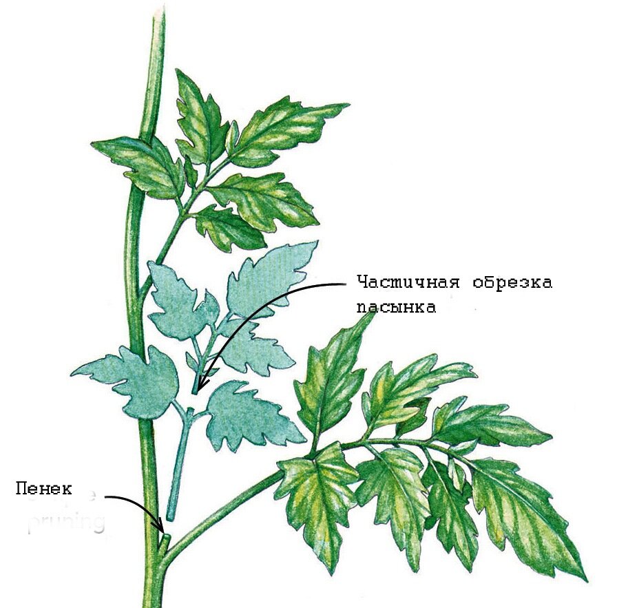 Какие пасынки удалять у помидор в теплице
