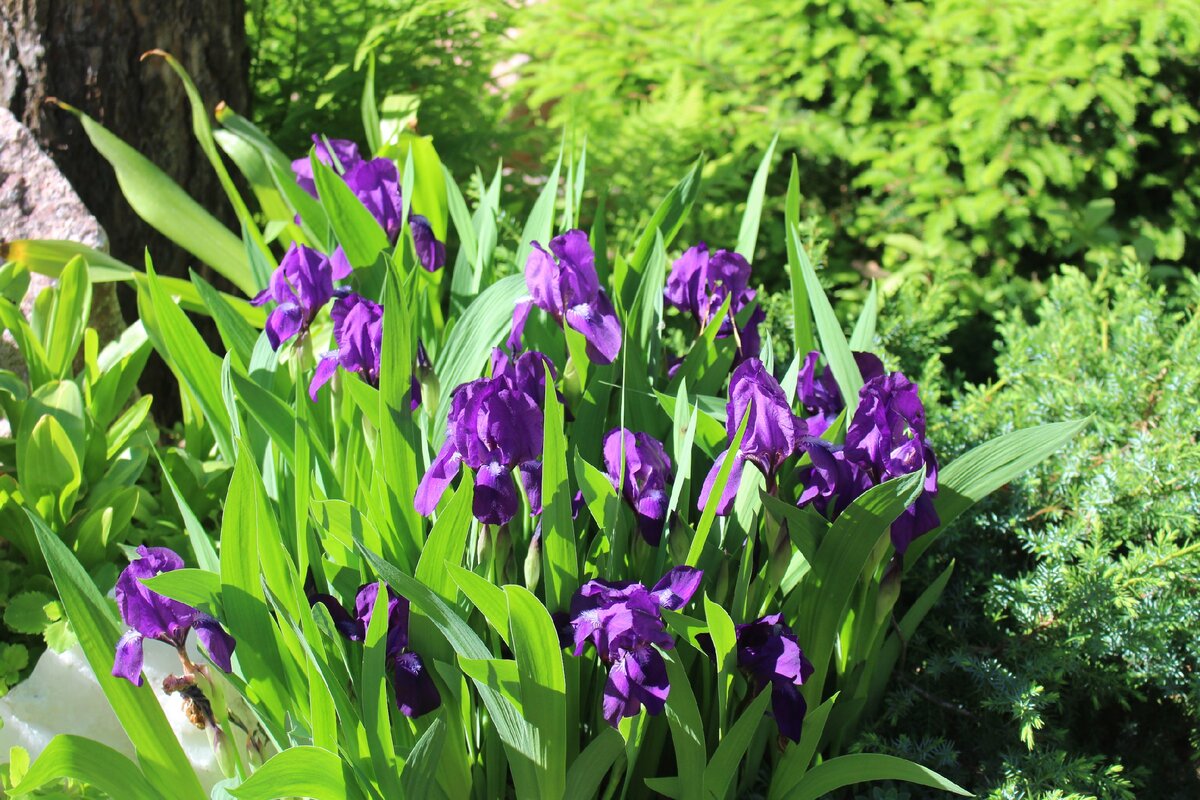 Ирисы в моем саду