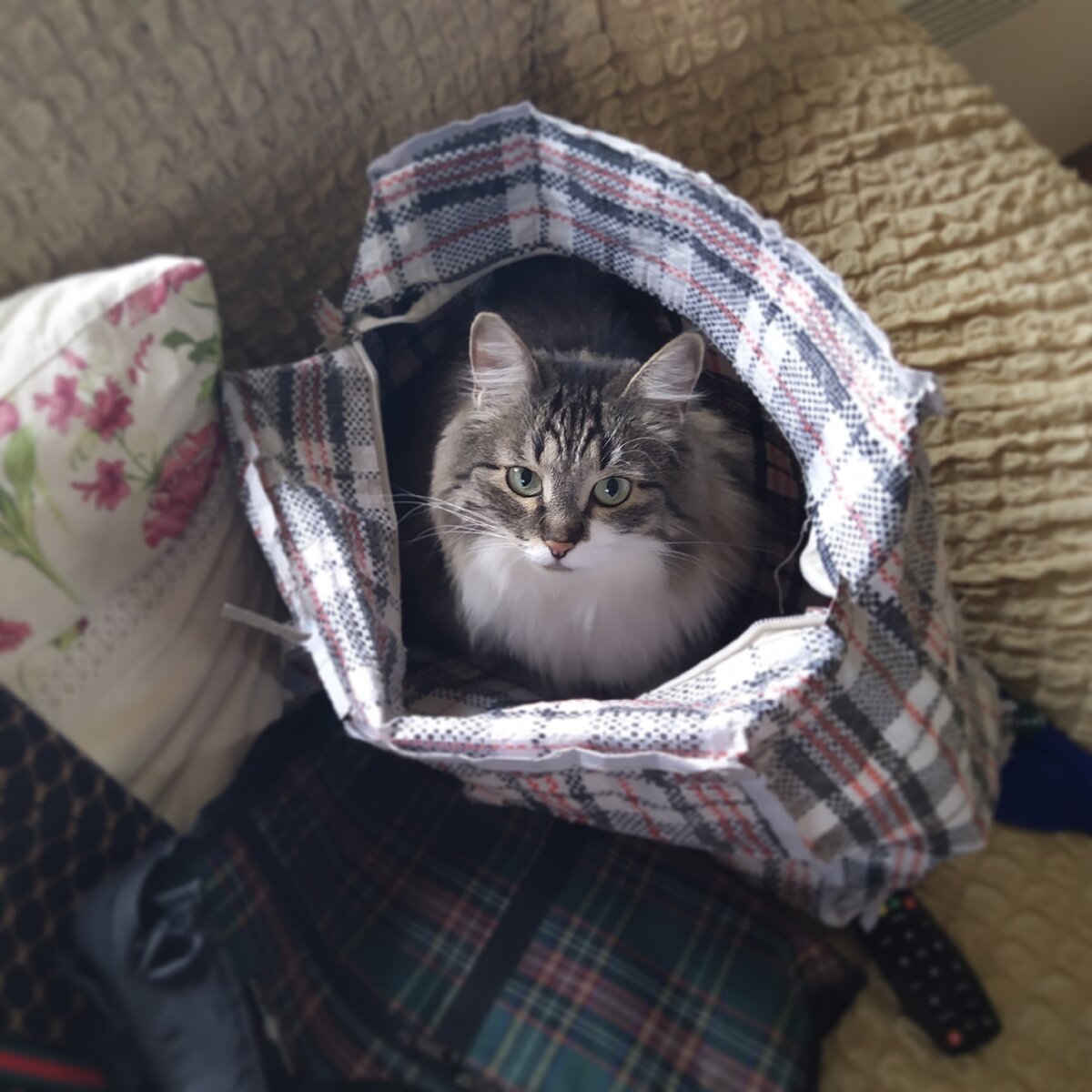 Не перевозите кошек в неподходящих для этого сумках. Используйте специальные переноски. 