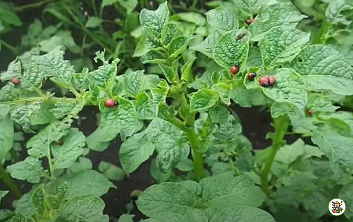 Личинки колорадского жука на картофеле