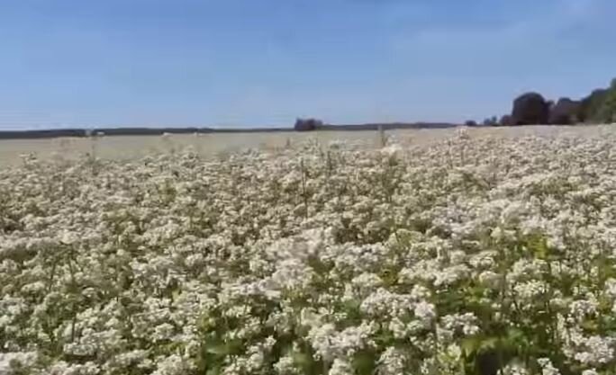 Цветущее поле гречихи