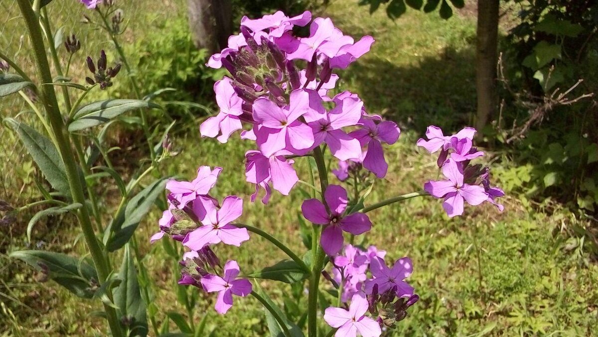 Вечерница. Вечерница Сибирская. Hesperis sibirica. Вечерница Стевена. Вечерница обыкновенная крестоцветные.