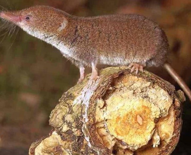 Обыкновенная бурозубка.