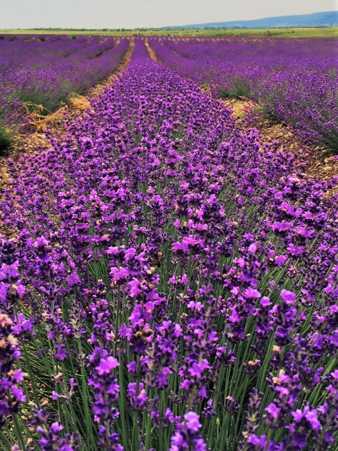 Тургеневка Крым лавандовые поля