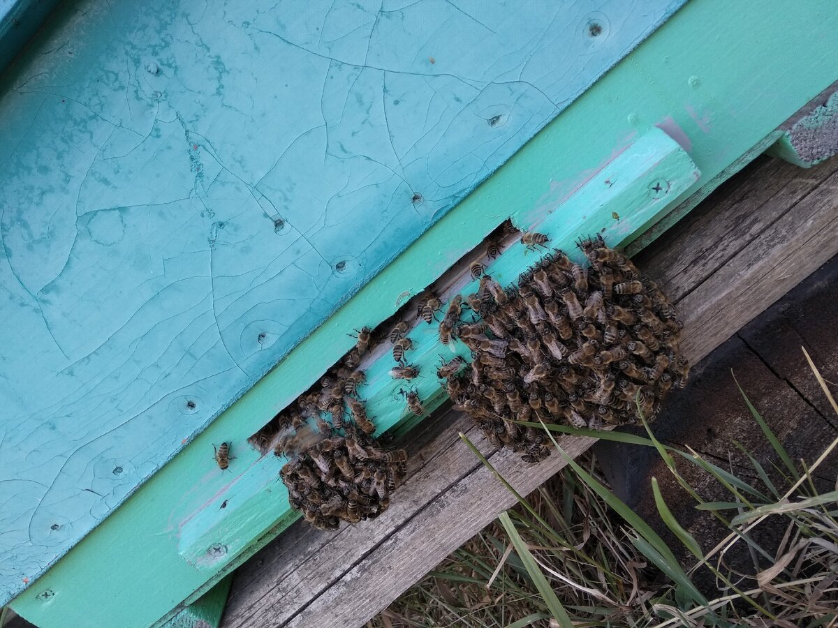 Вот так пчелы собираются под прилетком когда им жарко